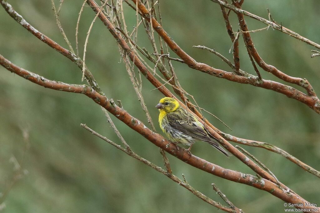 European Serinadult