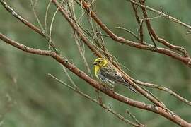 European Serin