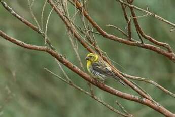 Serin cini