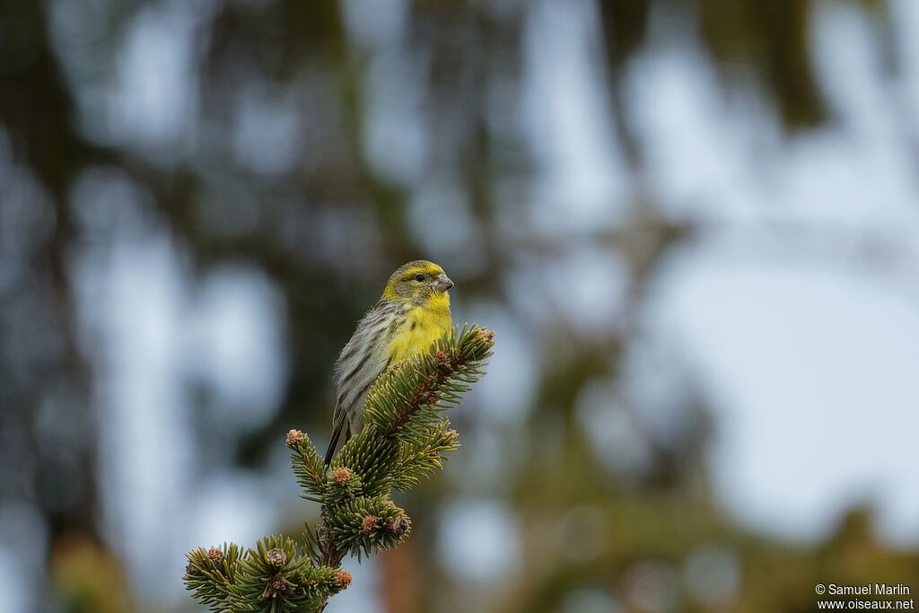 European Serinadult