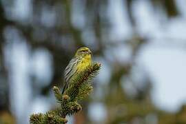 European Serin