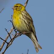 European Serin