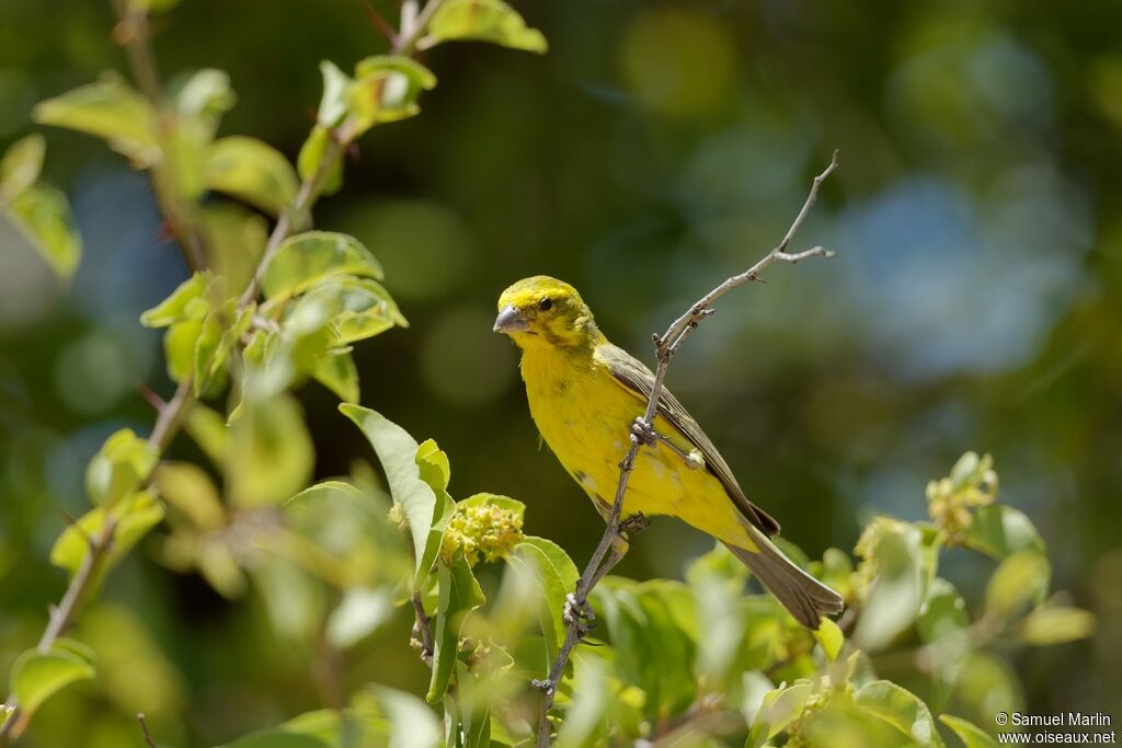 Yellow Canary male adult