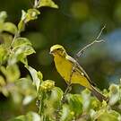 Serin de Sainte-Hélène