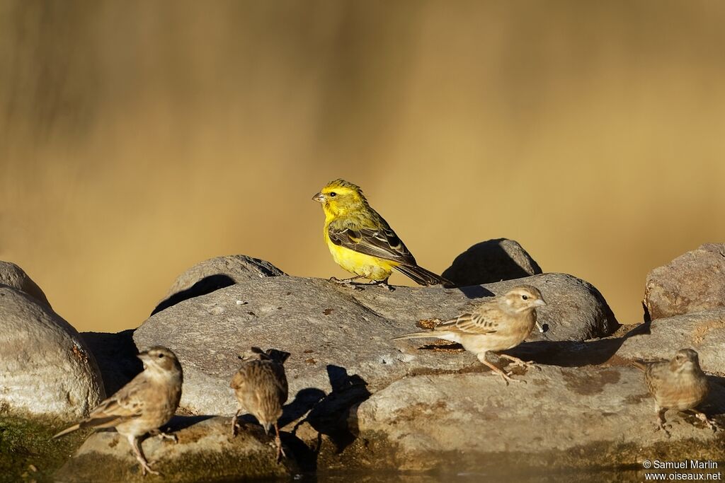 Yellow Canaryadult