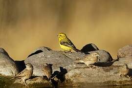 Serin de Sainte-Hélène