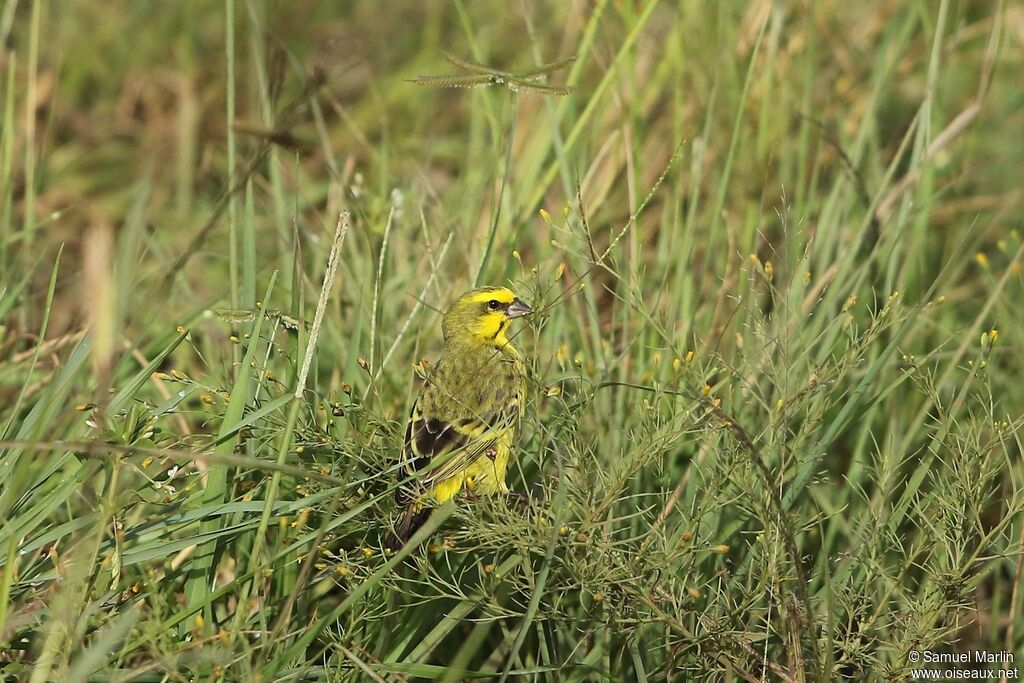 Serin du Mozambique mâle adulte