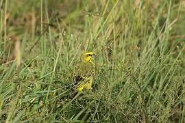 Yellow-fronted Canary