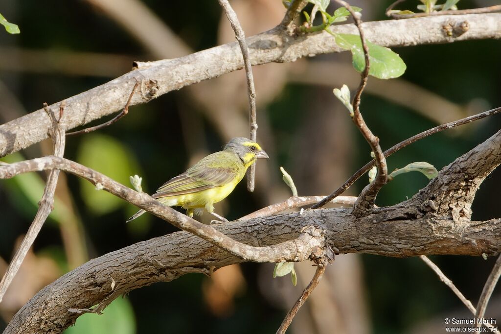 Yellow-fronted Canaryadult