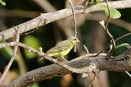 Yellow-fronted Canary