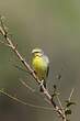 Serin du Mozambique
