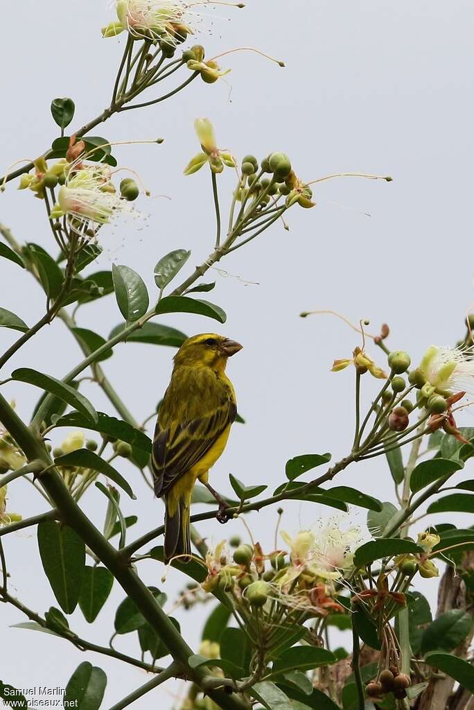 Brimstone Canary male adult, pigmentation