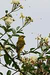 Serin soufré