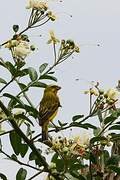 Brimstone Canary