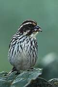 Streaky Seedeater