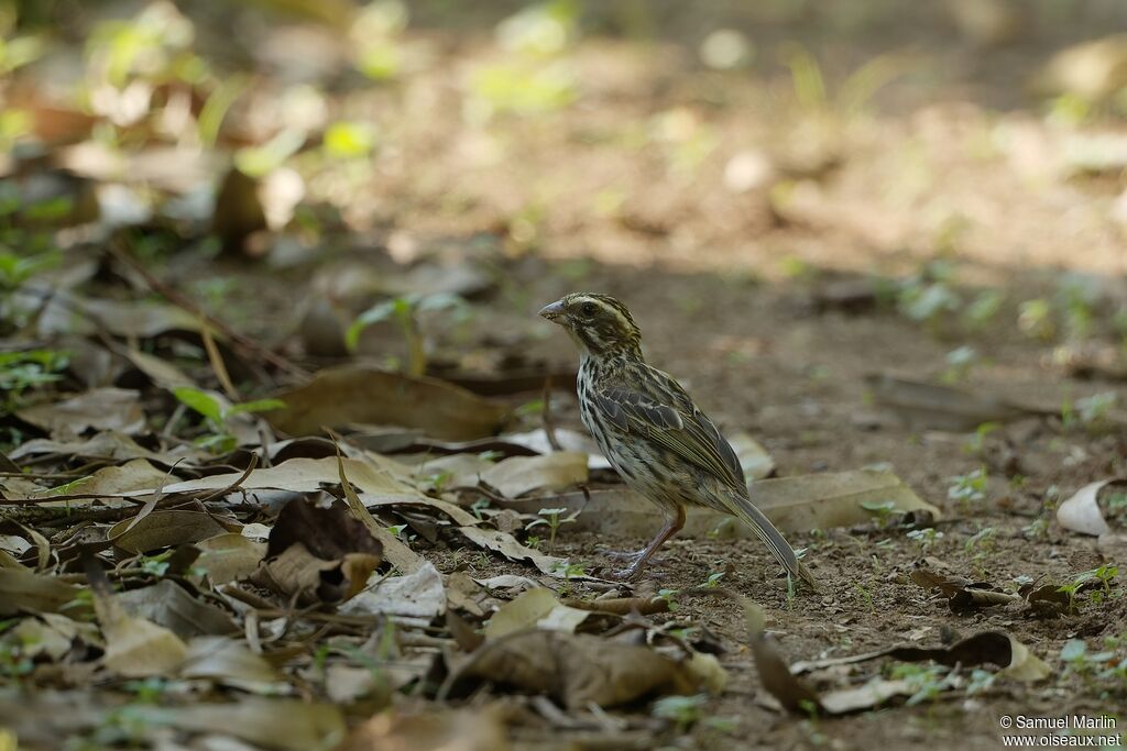 Serin striéadulte