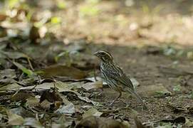 Streaky Seedeater