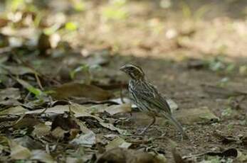 Serin strié