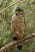 Crested Serpent Eagle