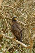 Crested Serpent Eagle