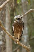 Crested Serpent Eagle