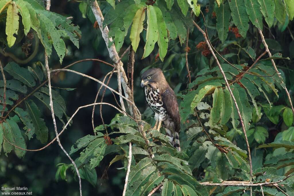 Congo Serpent Eagleadult