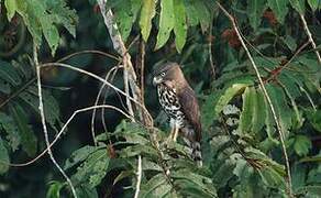 Congo Serpent Eagle