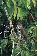 Congo Serpent Eagle