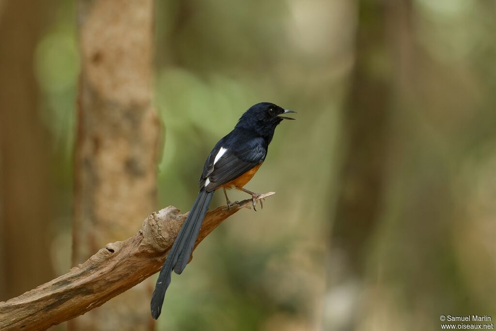 White-rumped Shamaadult, song