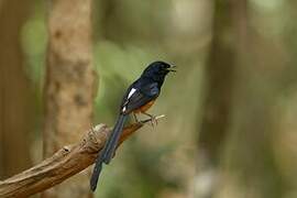 White-rumped Shama