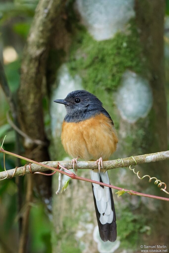 White-rumped Shamaadult