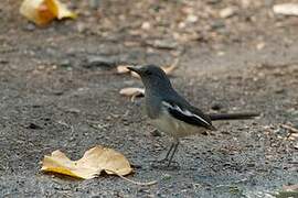 Oriental Magpie-Robin