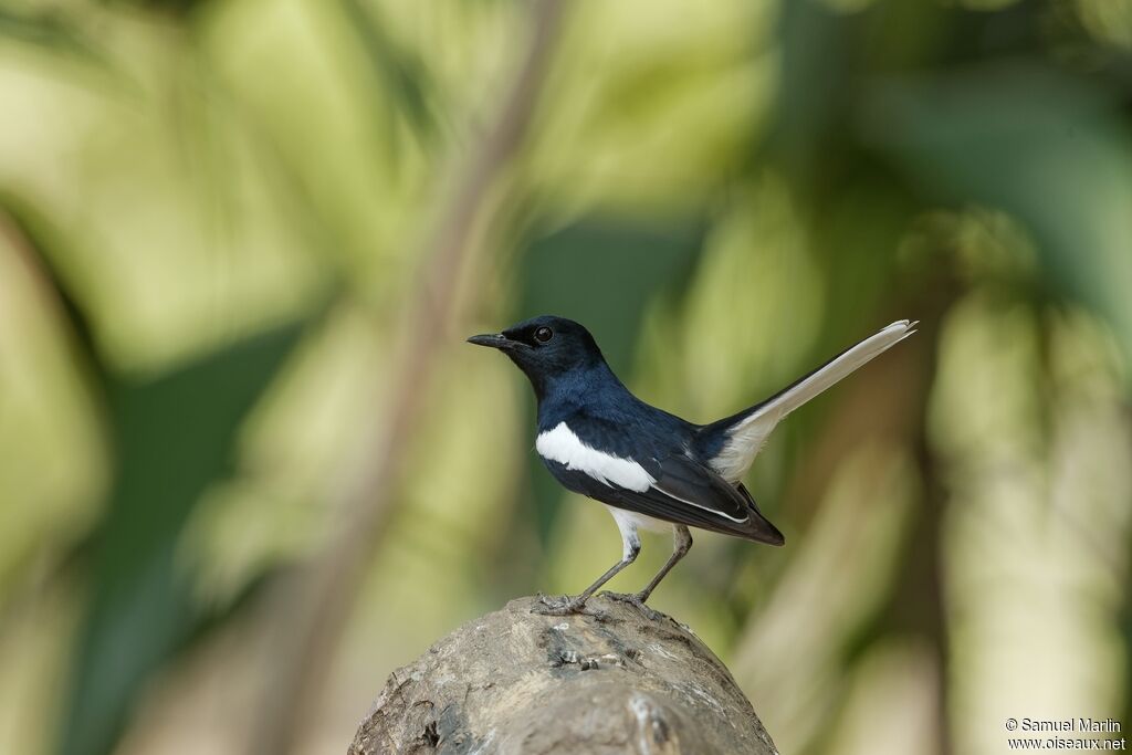 Oriental Magpie-Robin male adult