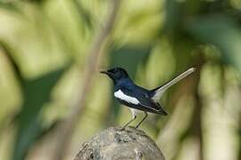 Oriental Magpie-Robin