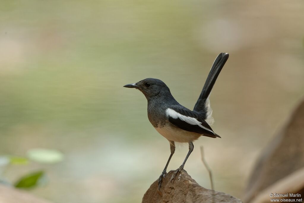 Oriental Magpie-Robin female adult