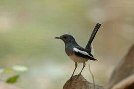 Oriental Magpie-Robin