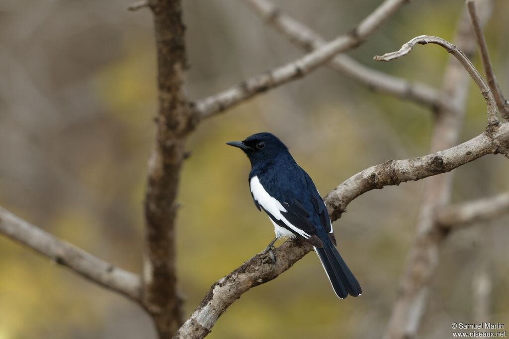 Oriental Magpie-Robin male adult