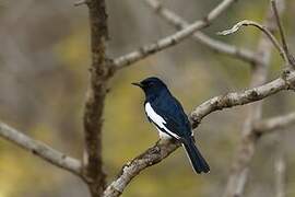 Oriental Magpie-Robin