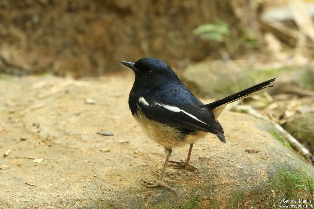 Madagascar Magpie-Robin male adult