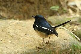 Madagascar Magpie-Robin