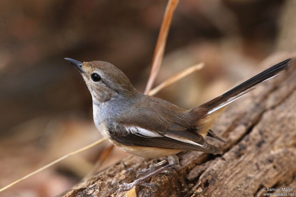 Shama de Madagascar