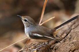 Shama de Madagascar