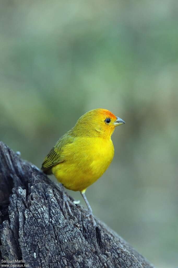 Orange-fronted Yellow Finch male adult, close-up portrait