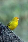 Orange-fronted Yellow Finch