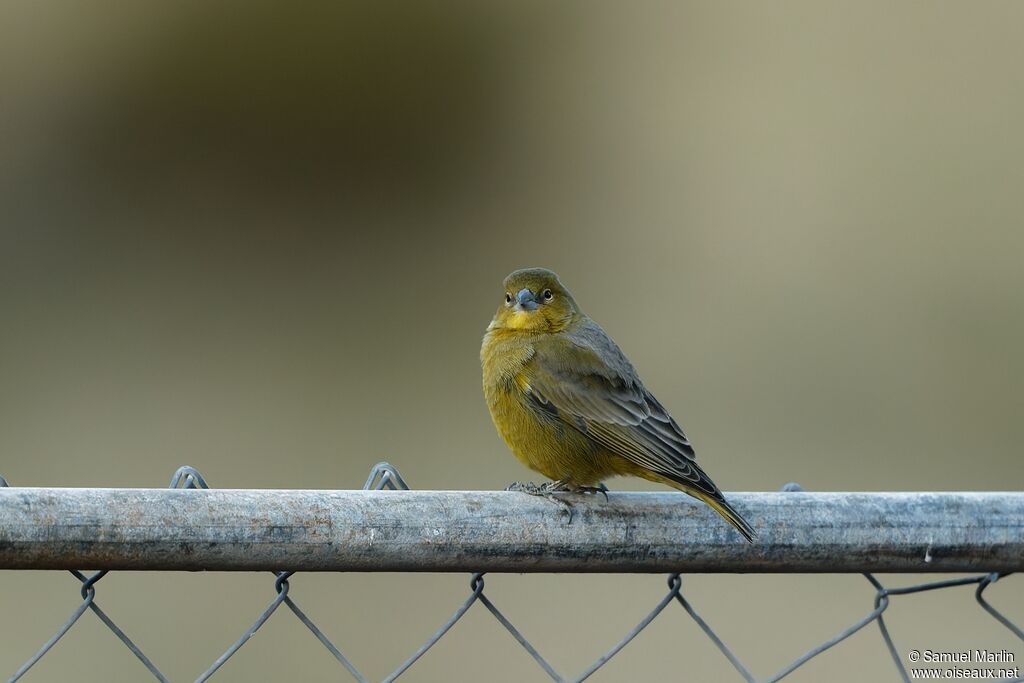 Bright-rumped Yellow Finchadult