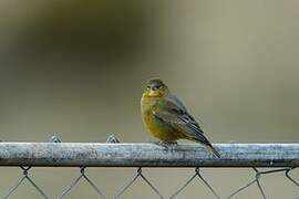 Bright-rumped Yellow Finch