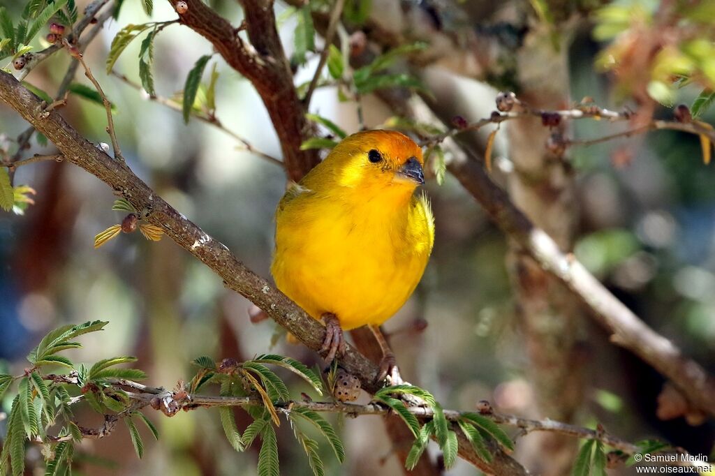 Saffron Finch