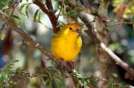 Saffron Finch