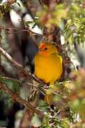 Saffron Finch