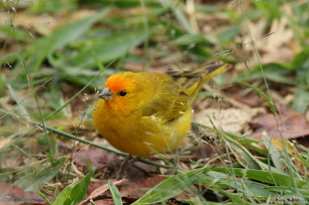 Saffron Finch